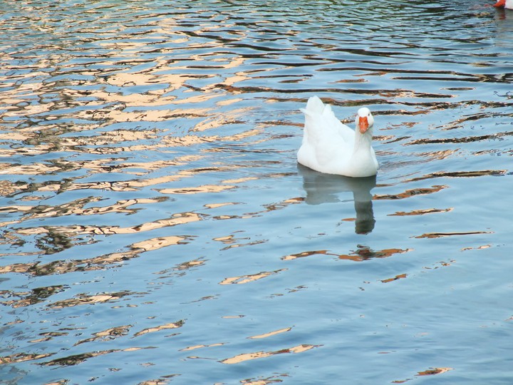 duck