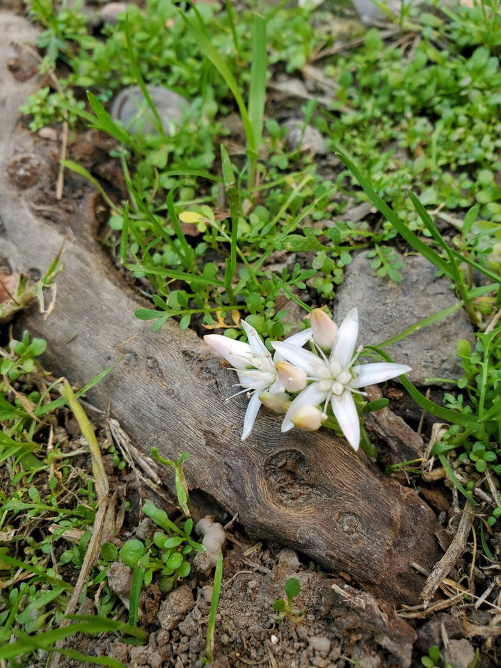(･ω･)