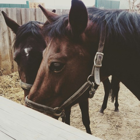 خلفيات halter, mammal