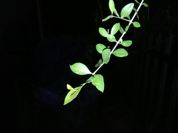 leaves