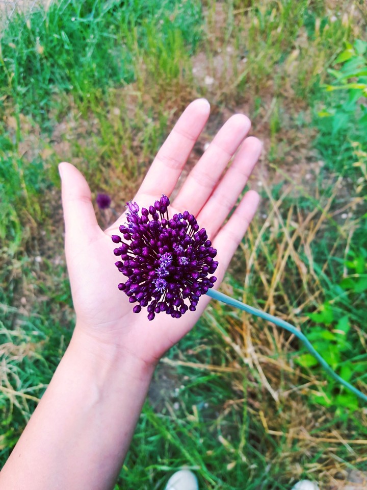 purple love