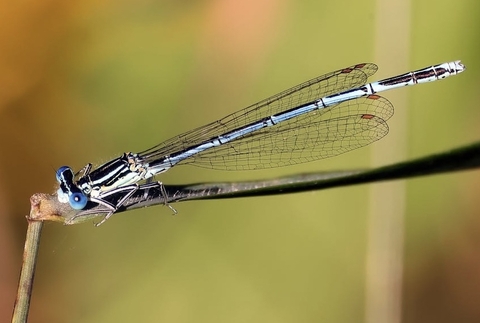 Close-up, dragonfly wallpapers