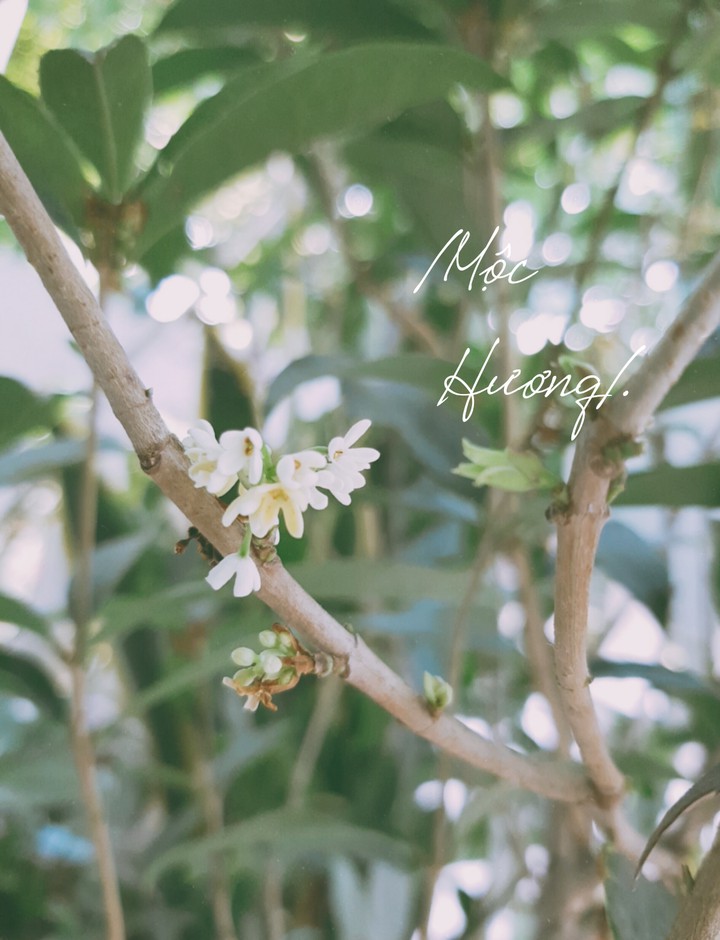 album mộc hương