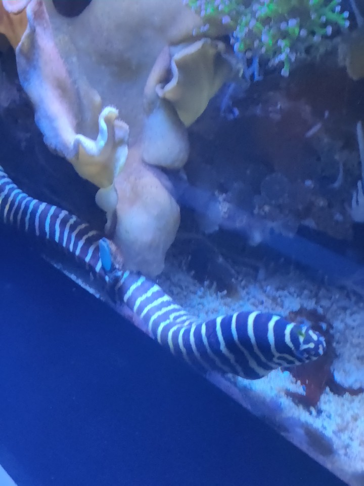 Eel
