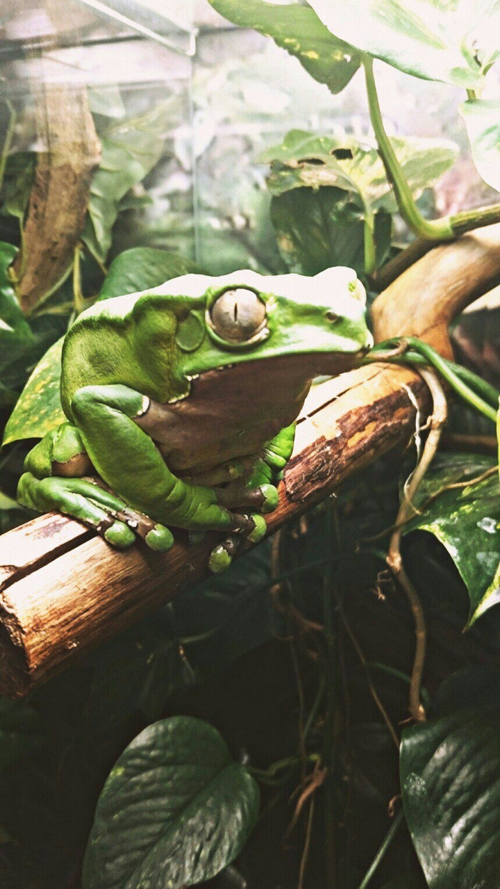 frog 