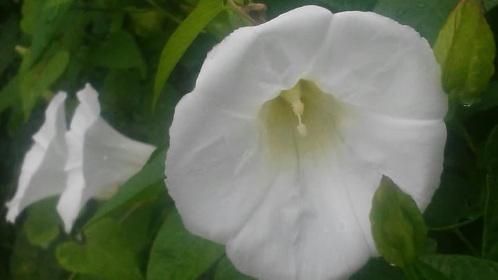 Morning Glories