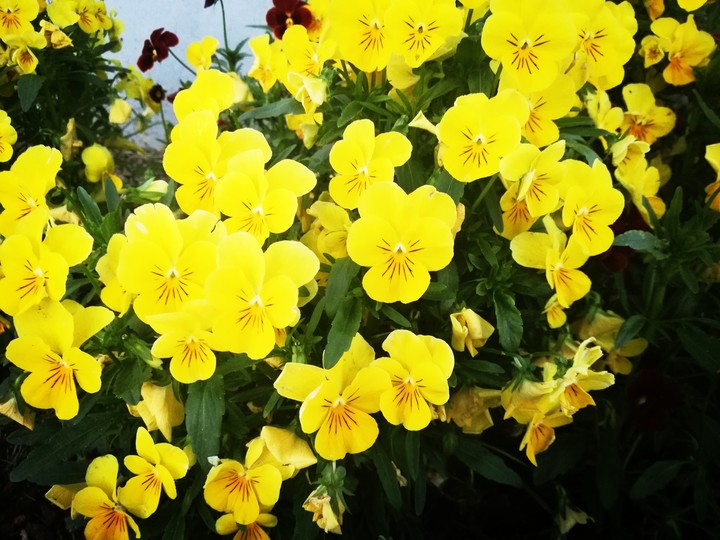 yellow flower bunch