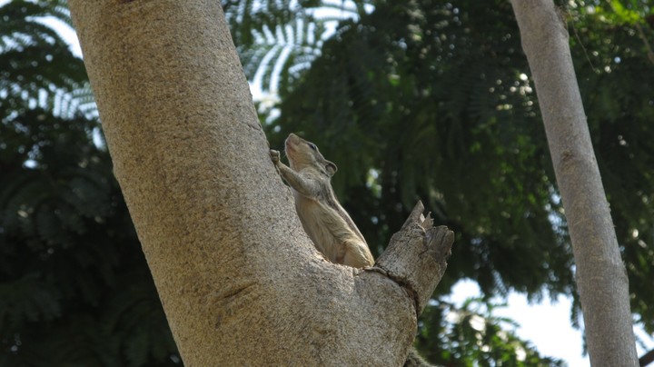 The Squirrel