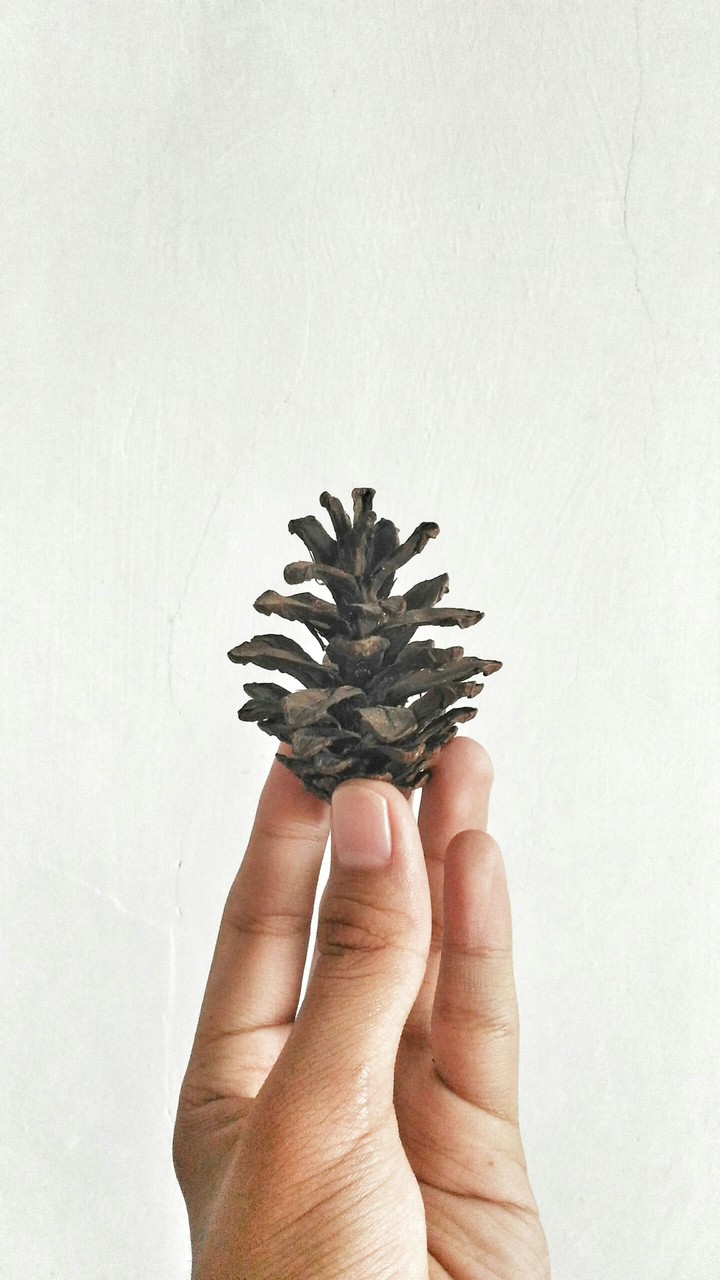 Pinus