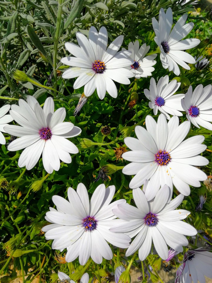 Flowers in white :)