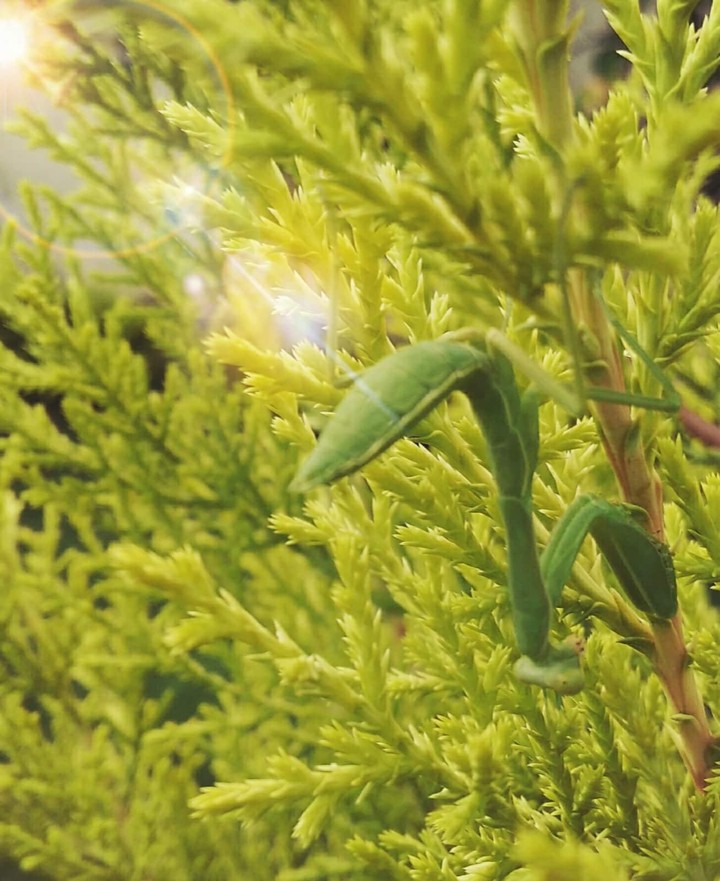 Grasshopper