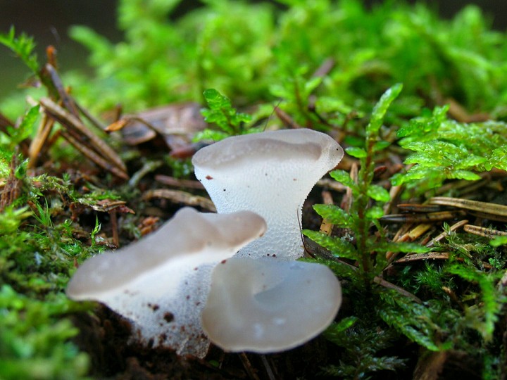 Some mushroom.