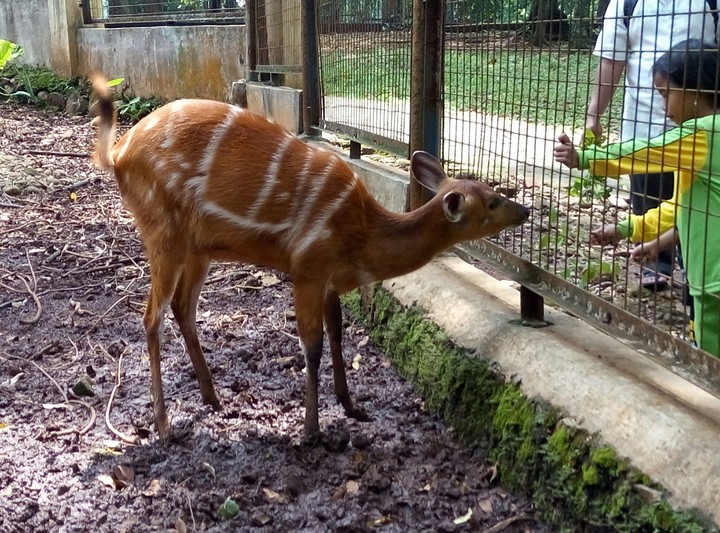 In the Ragunan Zoo, Jakarta