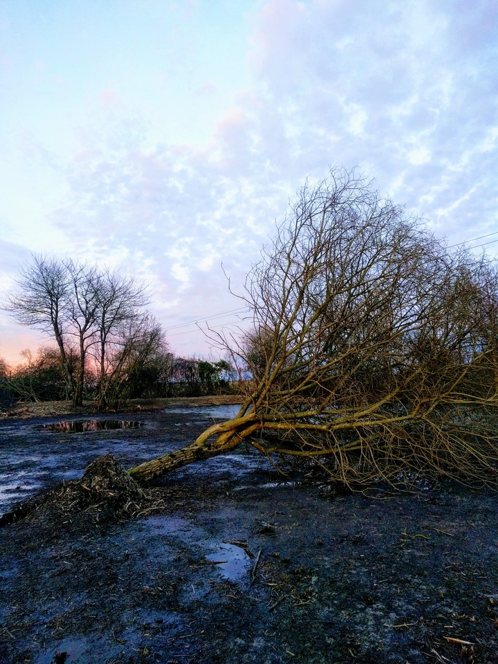 Tree sunset