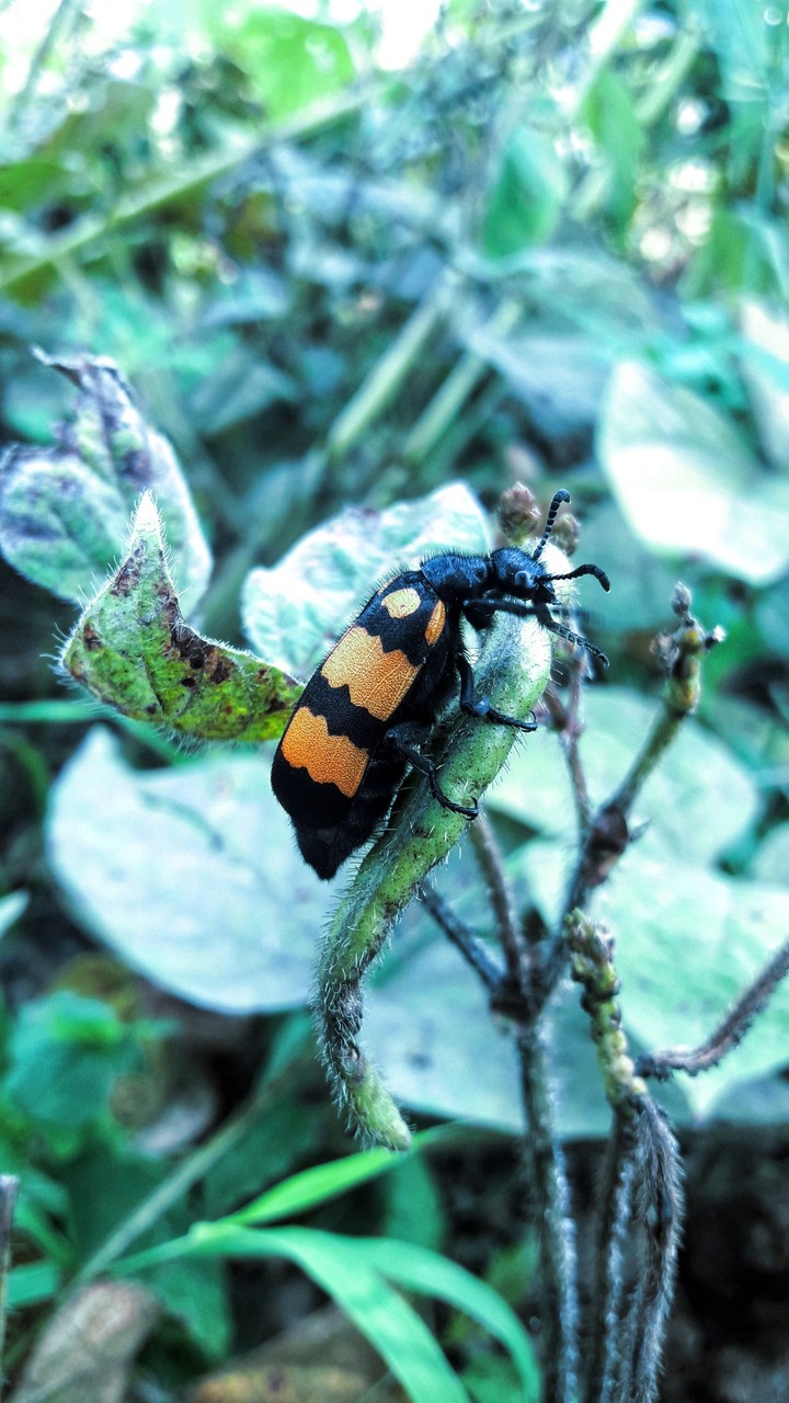 insect
