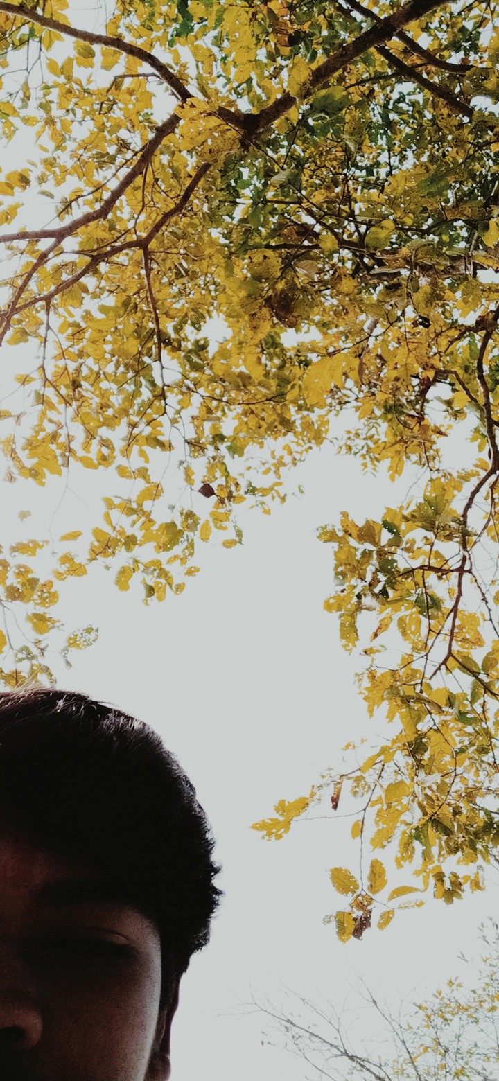yellow leaf