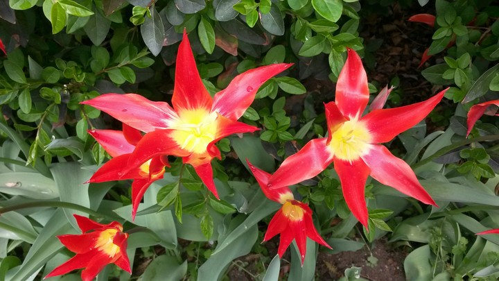 Beauty Flowers
