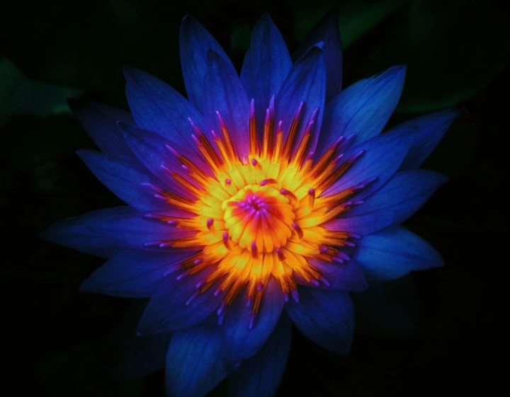 Colorful lotus