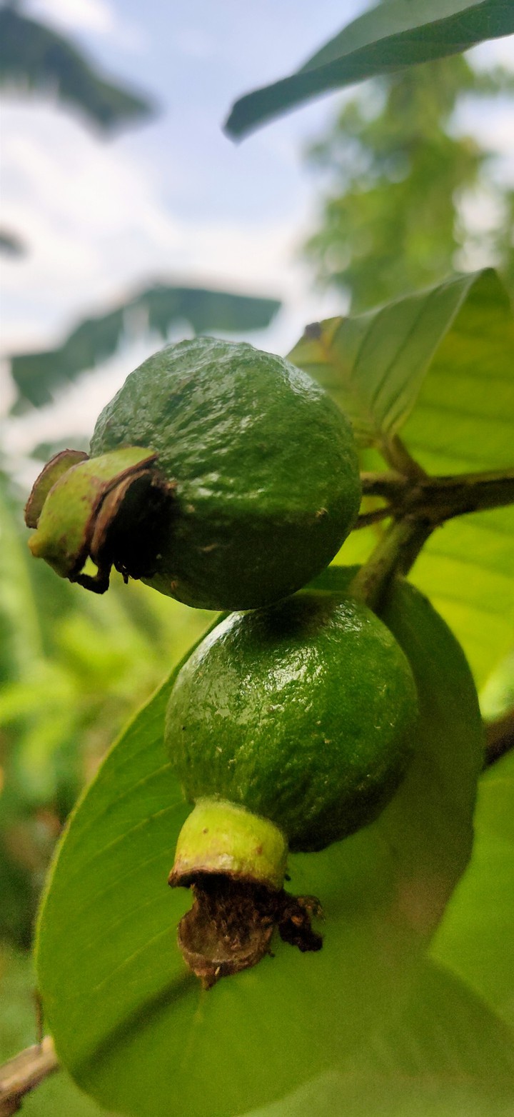 guava