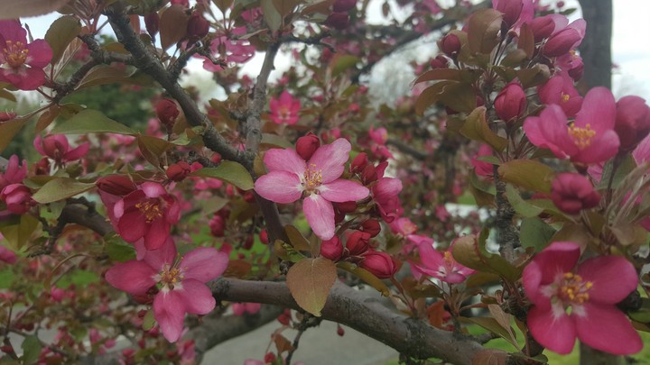 Spring flowers