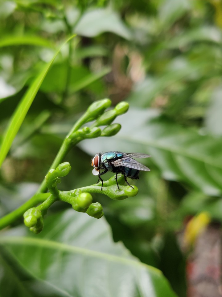 A housefly on a green stem