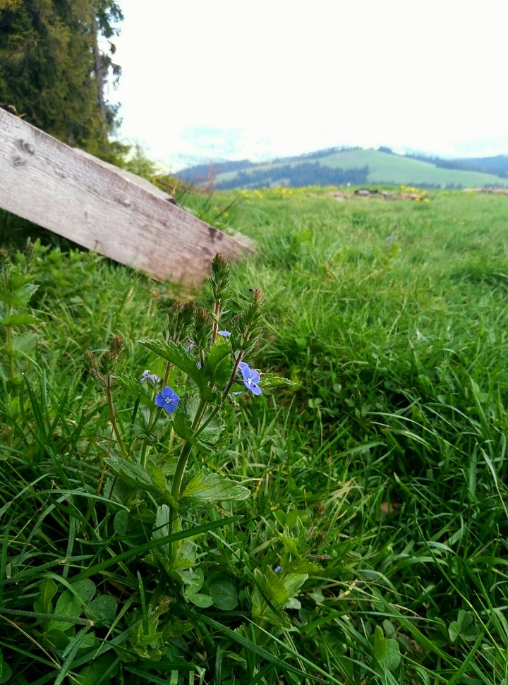 carpatian flowers