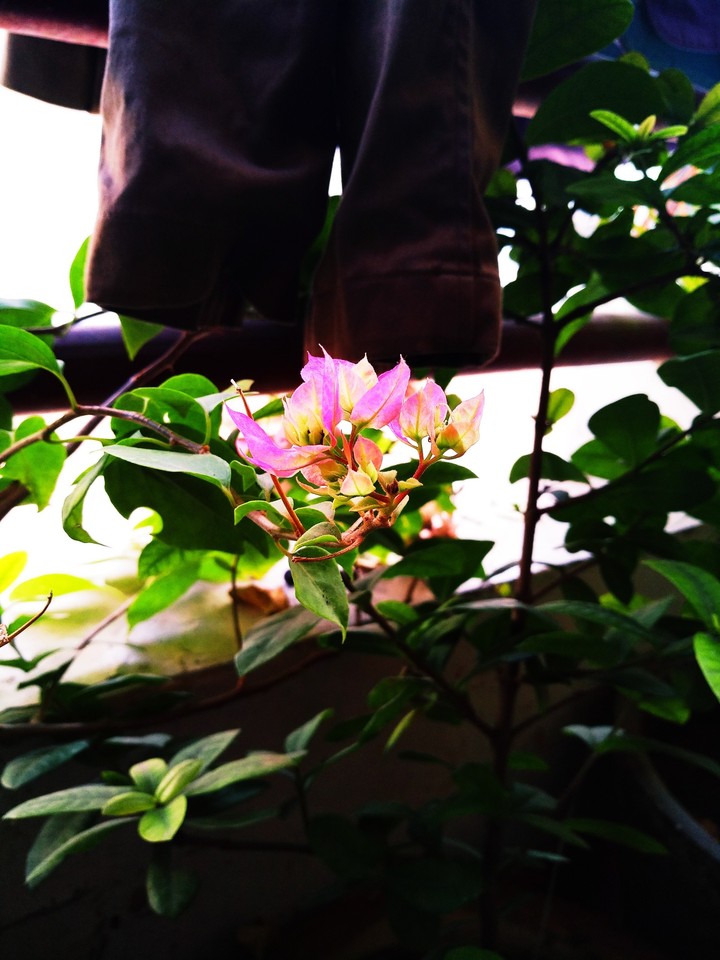 Bougainvillea