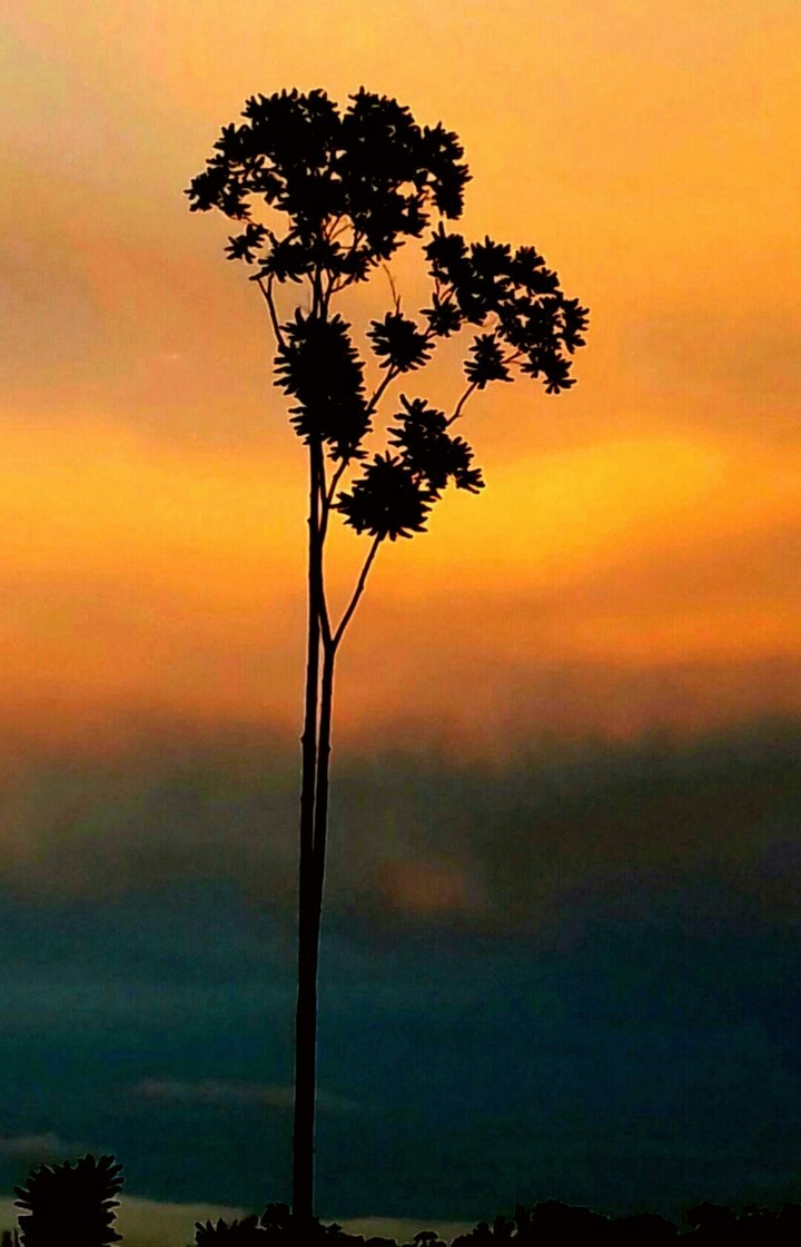 A solitária
