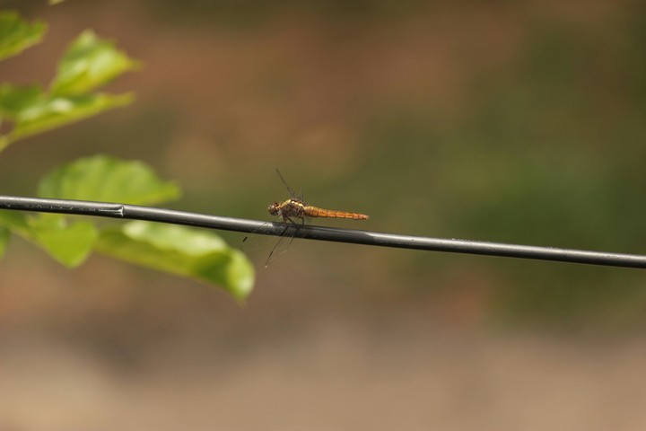 a mini dragon