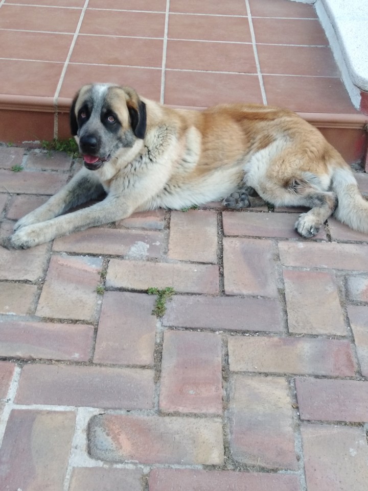 My dog