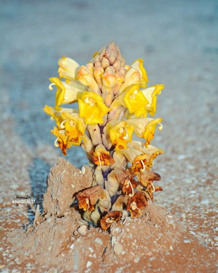 Flower inside the sea