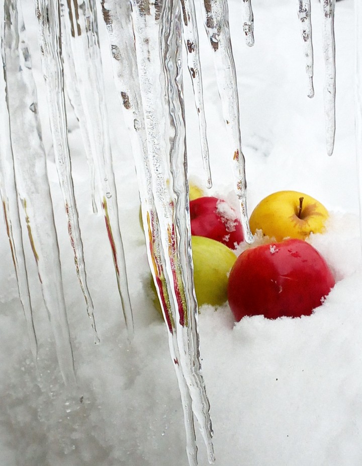 icicles & apples