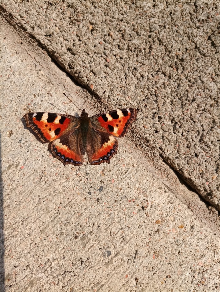 butterfly