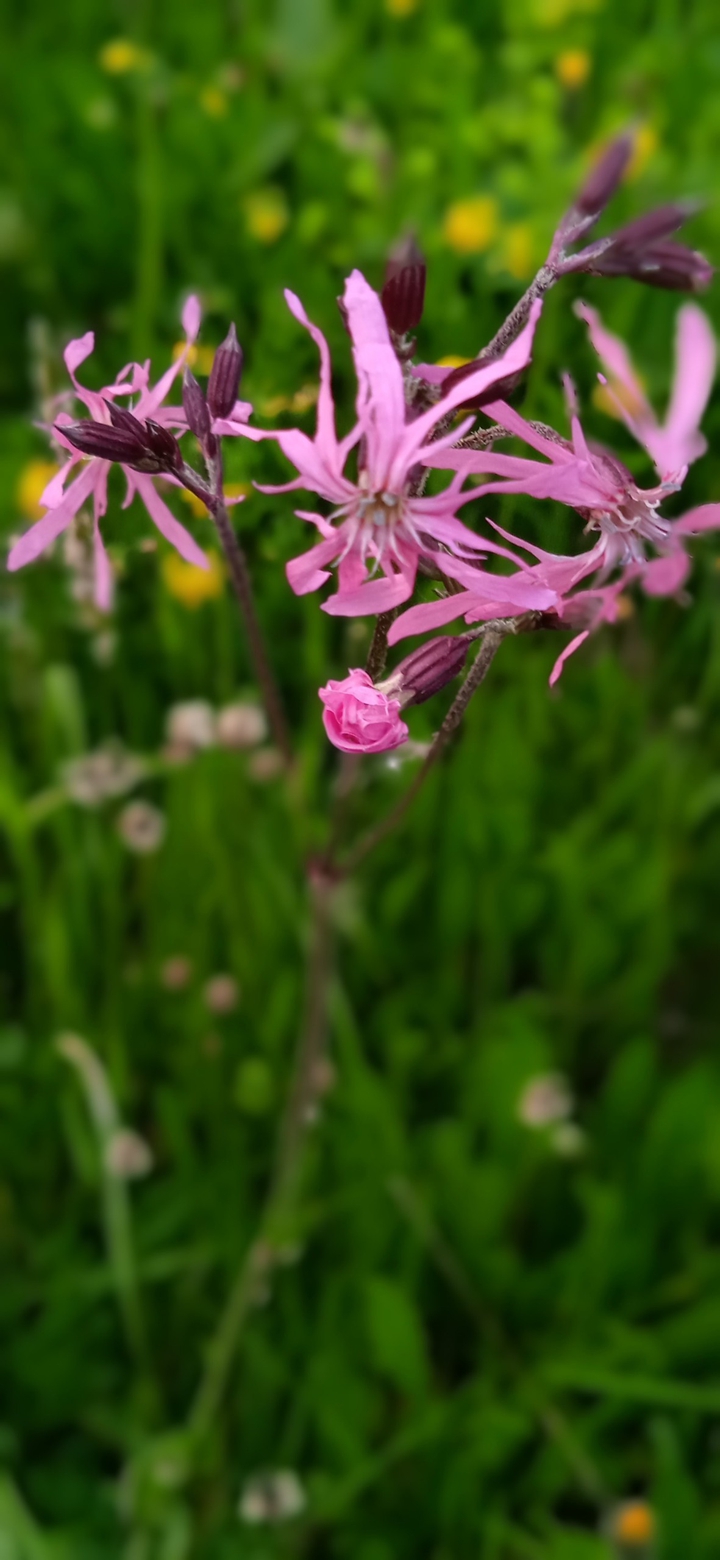 wildflowers