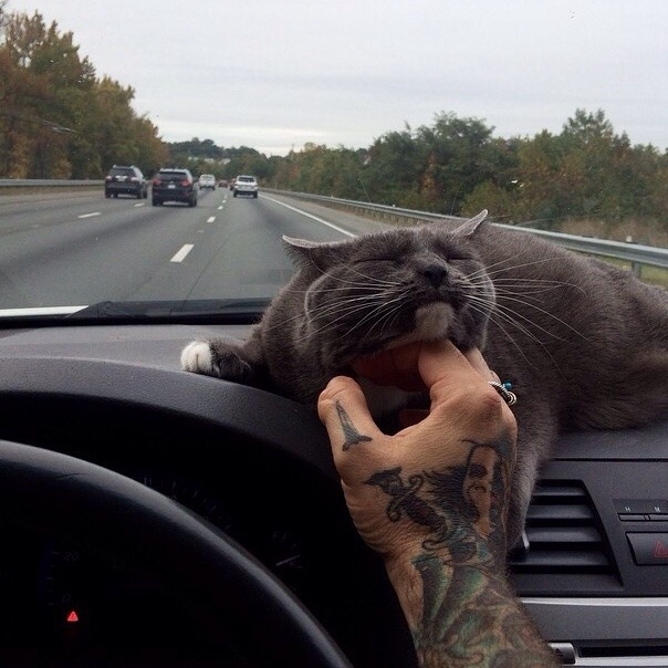 cat