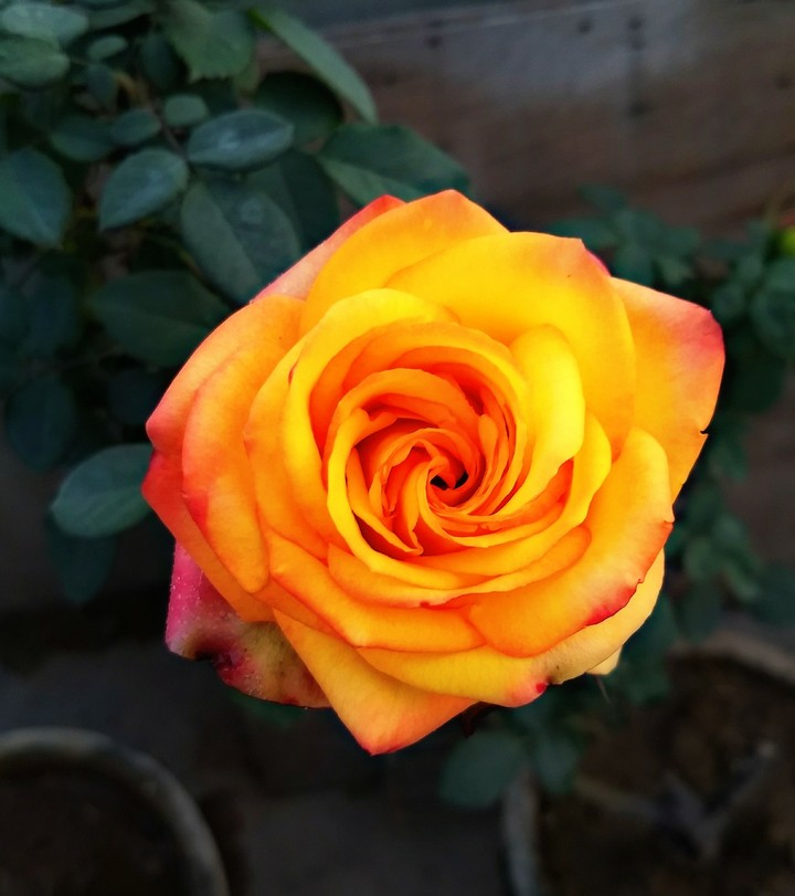 Love Rose