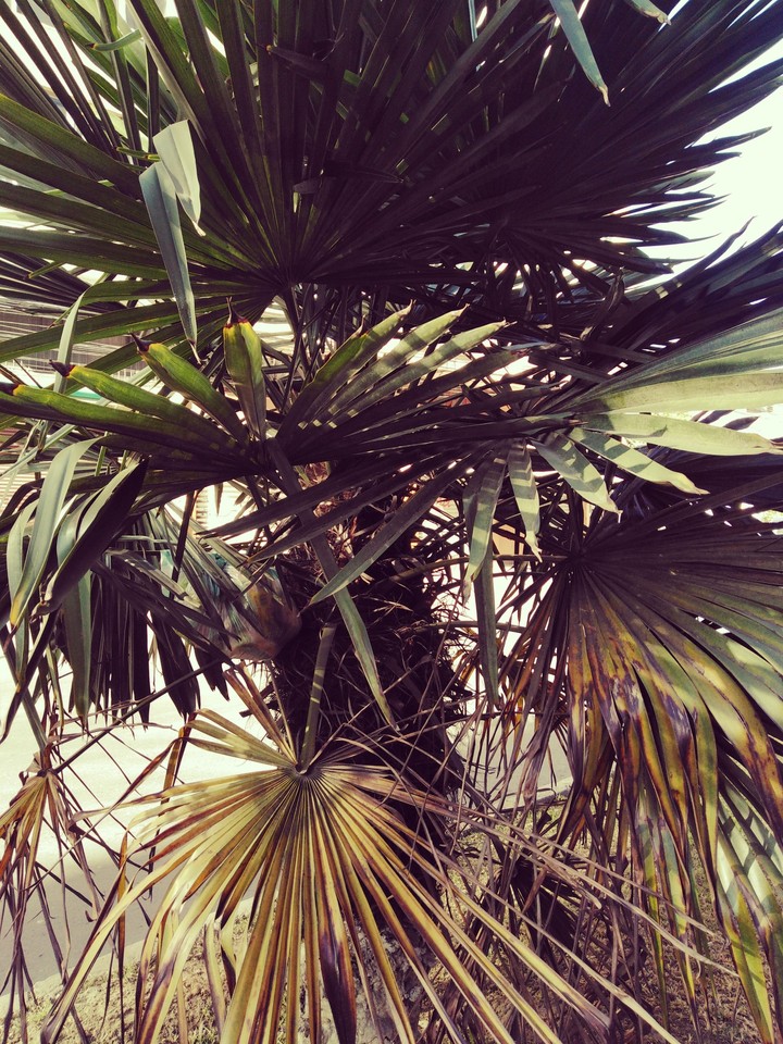 naturaleza