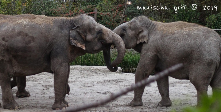 lovely elephants
