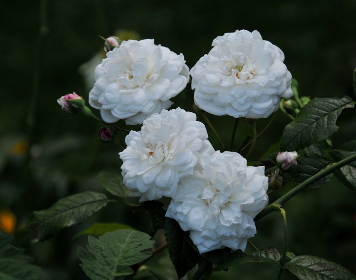 white flowers.....گوڵی سپی