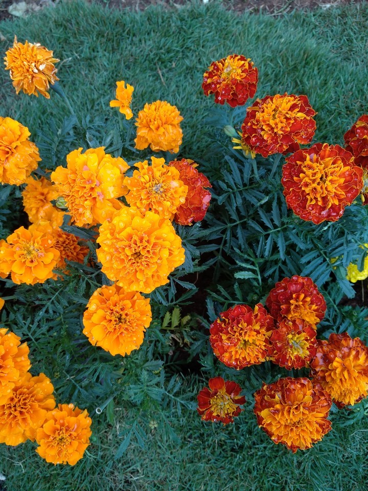Marigolds