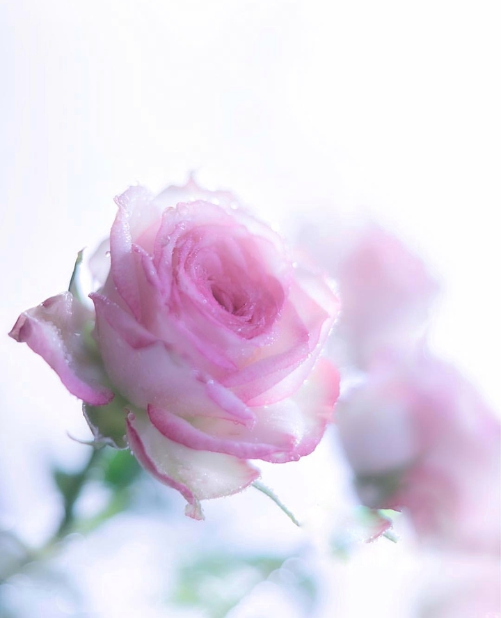 soft beauty