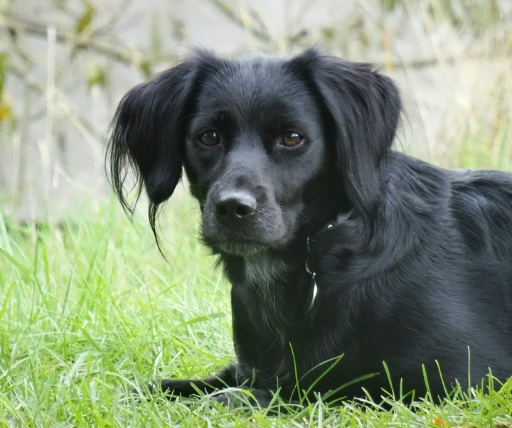 Roxy
