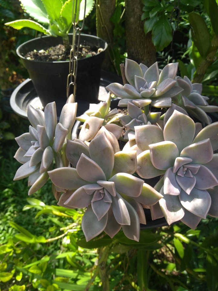 uma tarde no jardim
