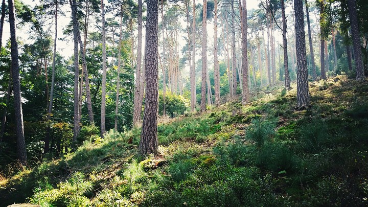 Just Forest