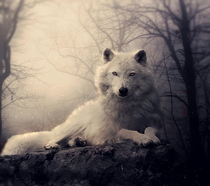 animal