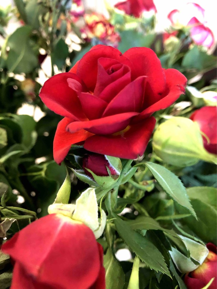 Rose