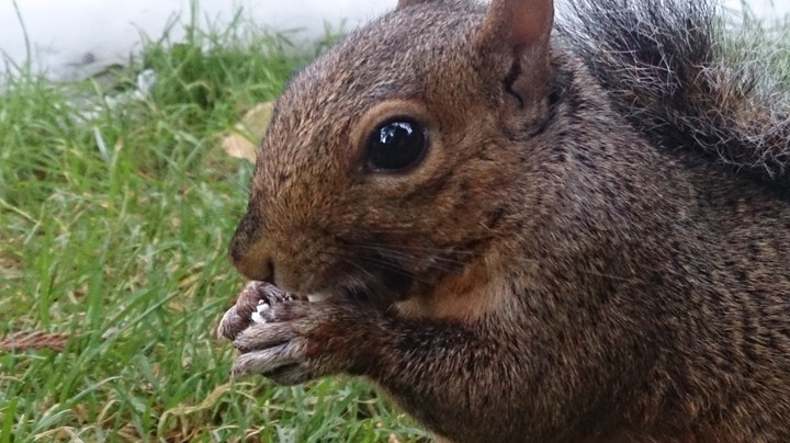 squirrel