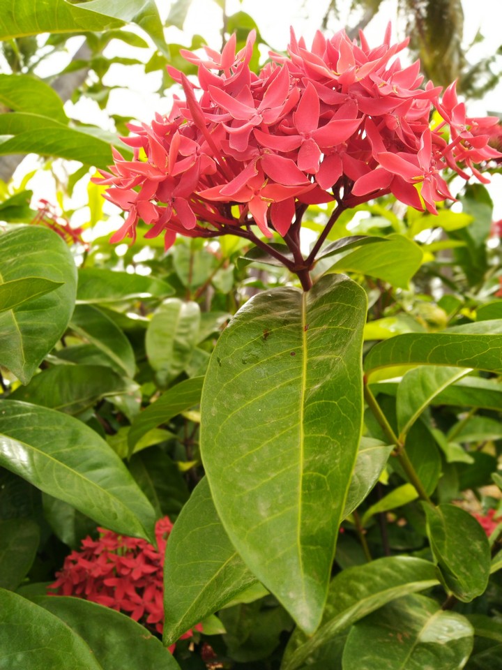 leaves red flowers