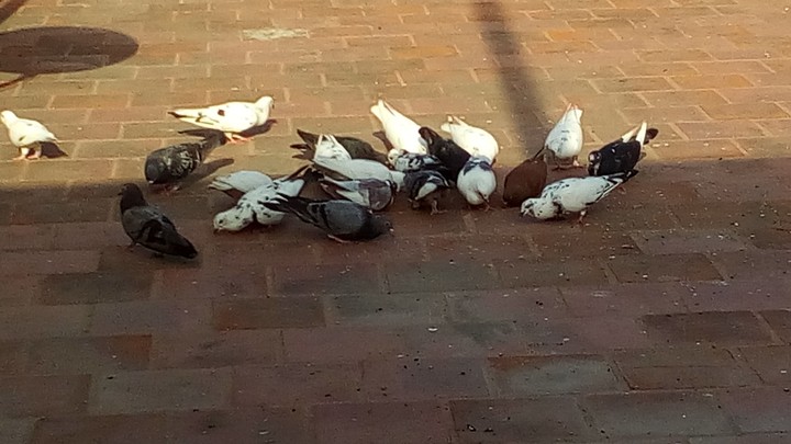 Birds 