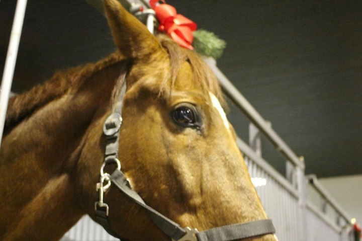 horse
